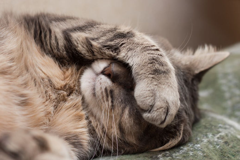 What to Do If Your Cat Has A Swollen Nose Bridge