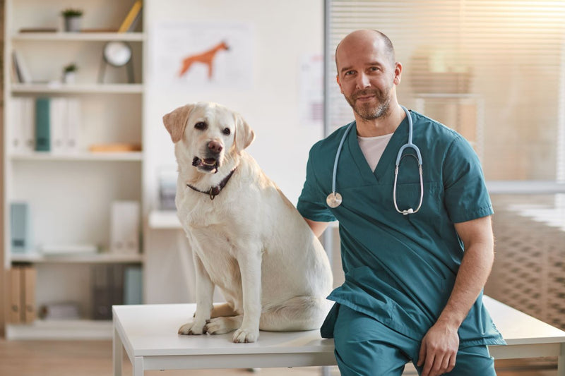 Testing for Cushing's Disease in Dogs