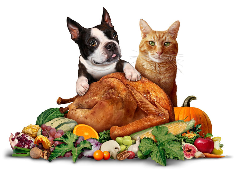 Do's & Don'ts: Sharing Thanksgiving Foods with Your Pets