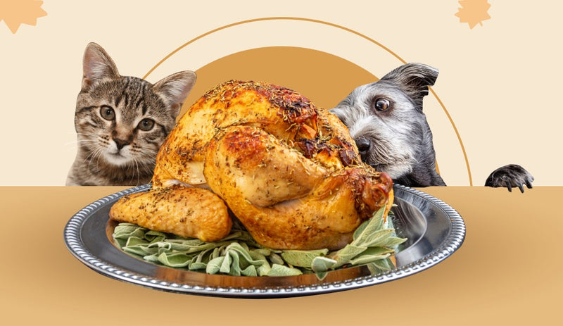 Easy Thanksgiving Treats for Pets
