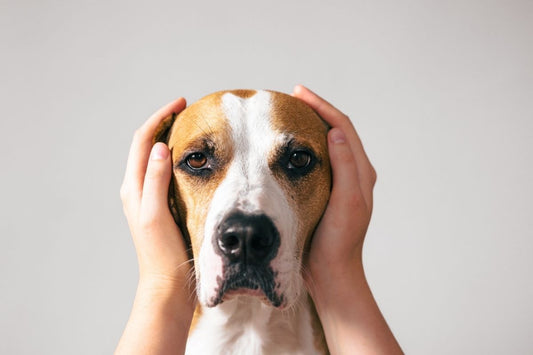 Thunderstorm Anxiety in Dogs