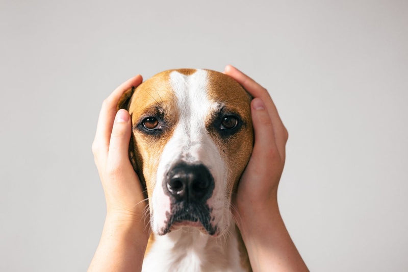 Thunderstorm Anxiety in Dogs