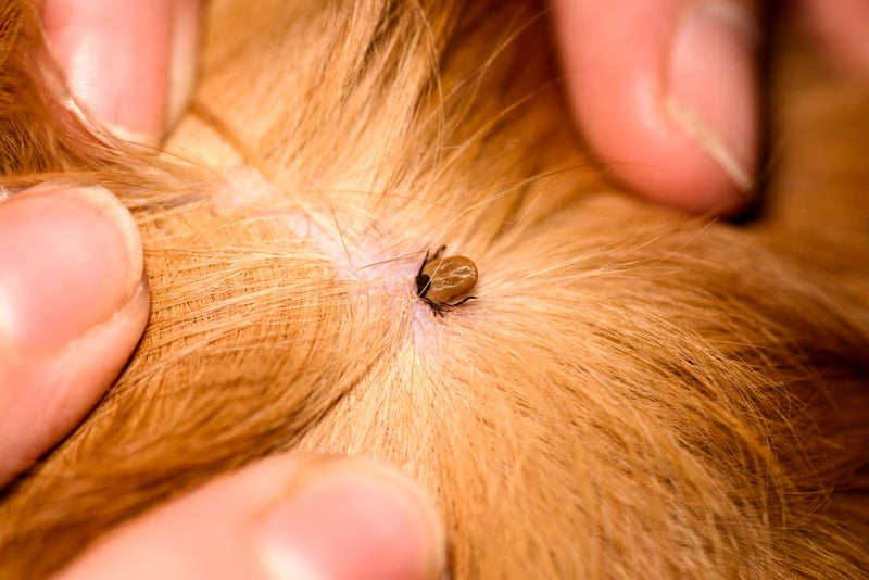 Recognizing Symptoms from a Tick Bite on a Dog or Cat