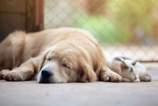 Caring for Your Senior Pets: Tips for a Healthy Aging Process