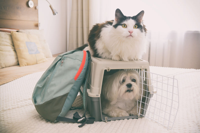 10 Tips for Traveling with Pets