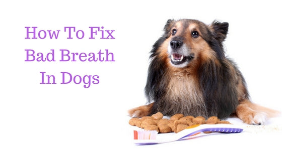 How To Fix Bad Breath In Dogs