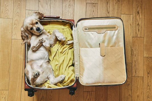Travel Anxiety in Dogs