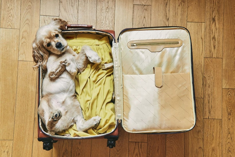 Travel Anxiety in Dogs