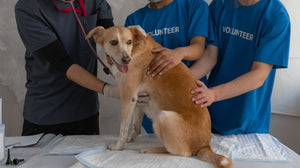 Types of Cushing's Disease in Dogs