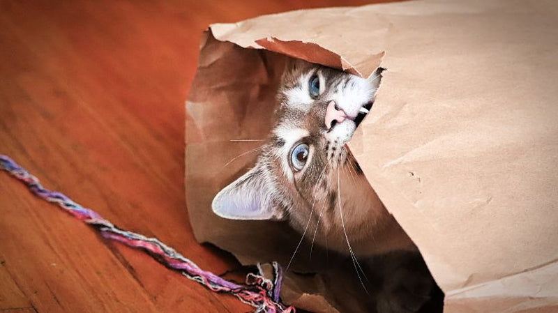 Weird Cat Behaviors Explained