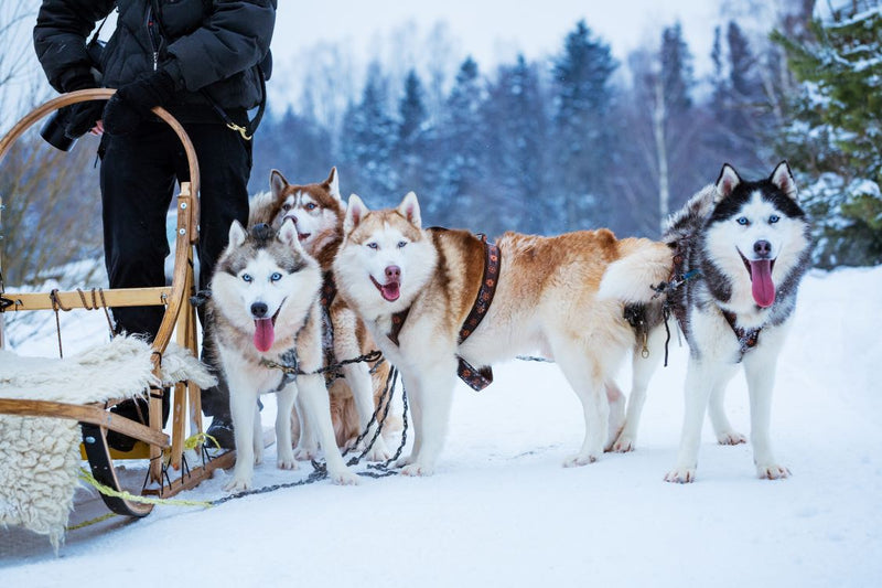 Keeping Pets Fit During Winter: Essential Tips