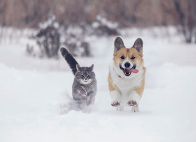 Benefits of CBD Oil for Pets: Winter Wellness