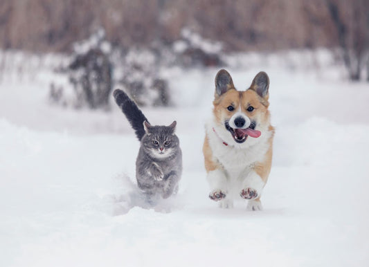 Benefits of CBD Oil for Pets: Winter Wellness