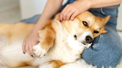 Worms in Dogs: Types, Prevention and Treatment