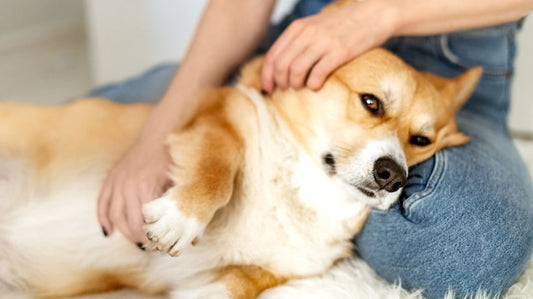 Worms in Dogs: Types, Prevention and Treatment