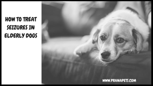 How to Treat Old Dogs That Have Seizures