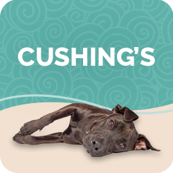 Natural Cushing's Treatment for Dogs