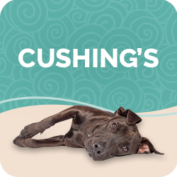 Cushing's disease dog natural treatment hot sale