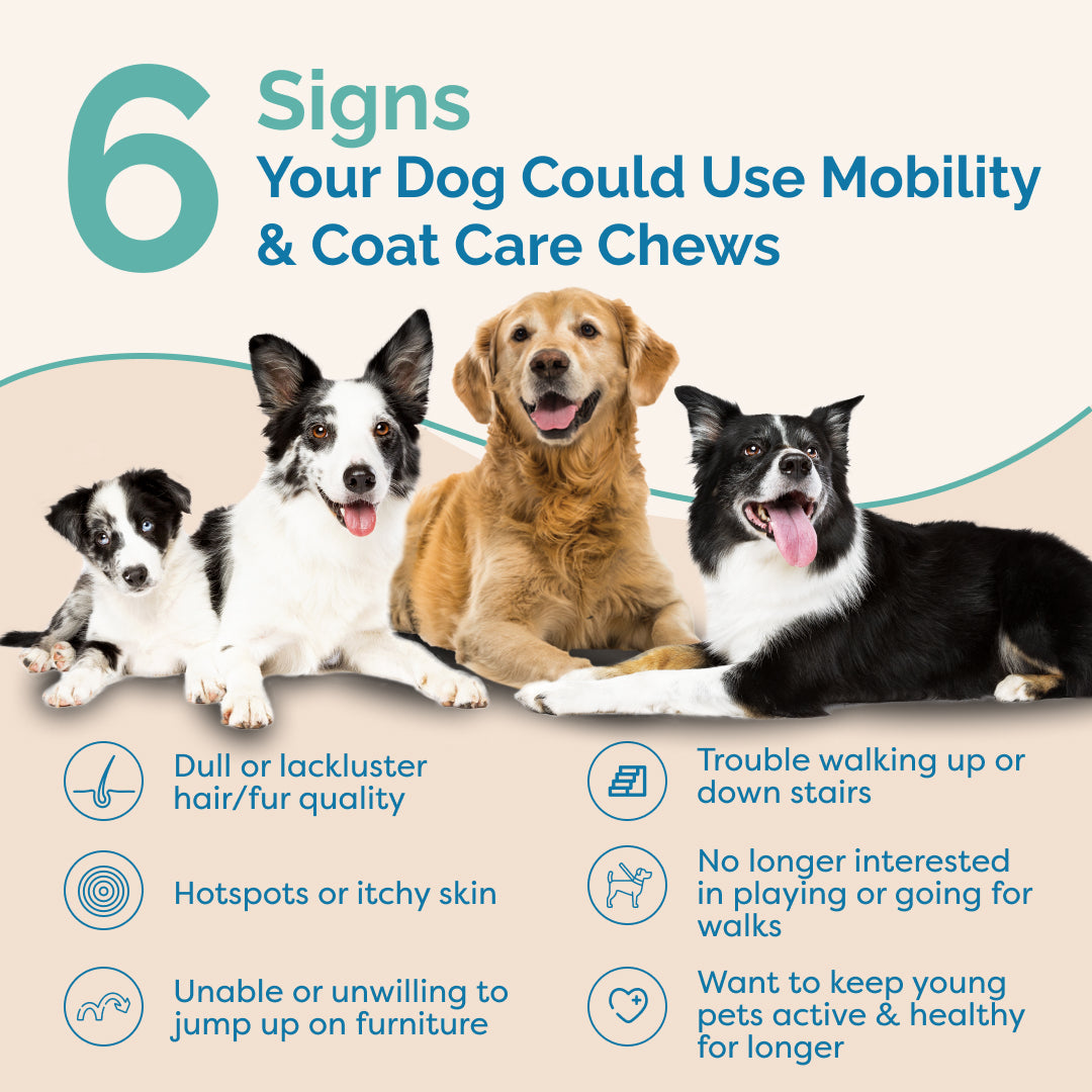 Daily Canine Mobility Combo