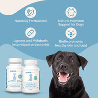 Thumbnail for Melatonin for Dogs