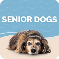 Senior Dogs Health Problems