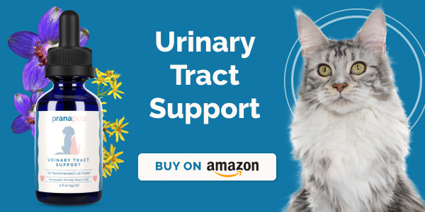 Homeopathic remedies for cat uti online