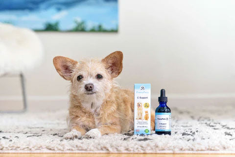 Gray cat with Prana Pets CBD Oil