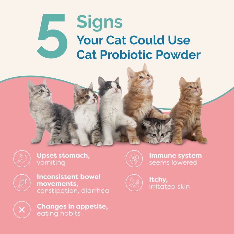 signs your cat needs probiotics for cats and kittens