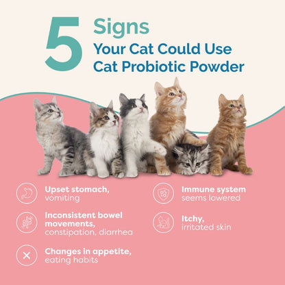 signs your cat needs probiotics for cats and kittens