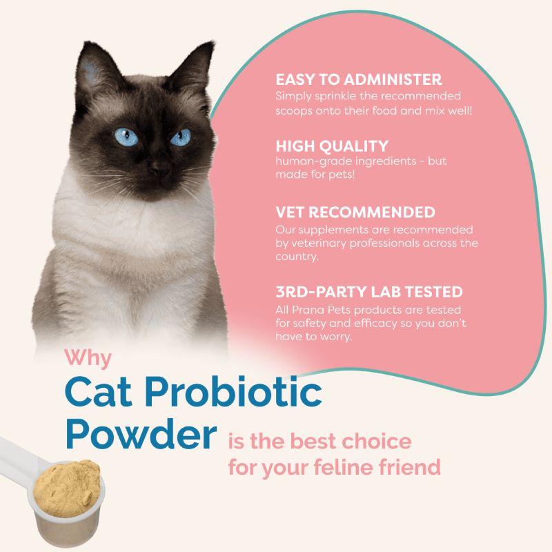 cat probiotic powder vet recommended high quality best ingredients