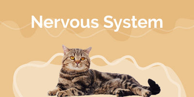 View of Cat Supplements for Nervous System & Brain Health - Prana Pets