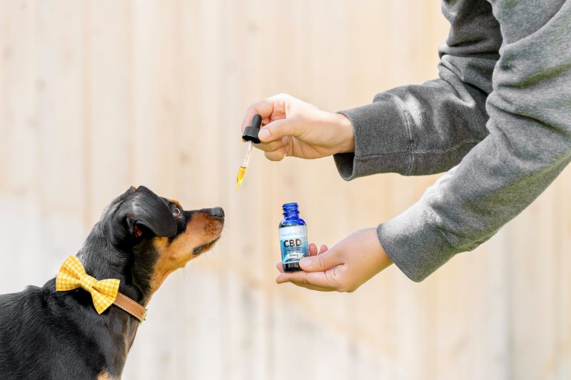 CBD Oil for Pets