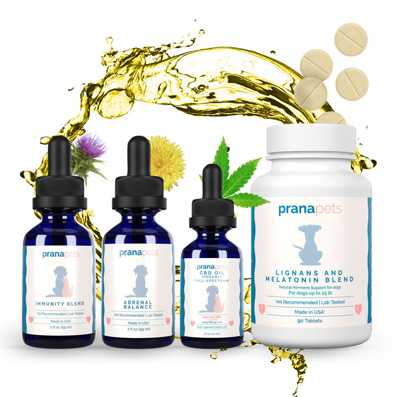 Natural Treatment for Cushing's Disease in Dogs Prana Pets