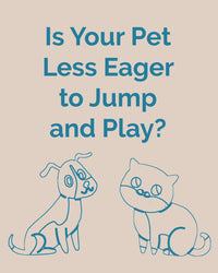 Hip & Joint Supplement with Glucosamine for Cats
    