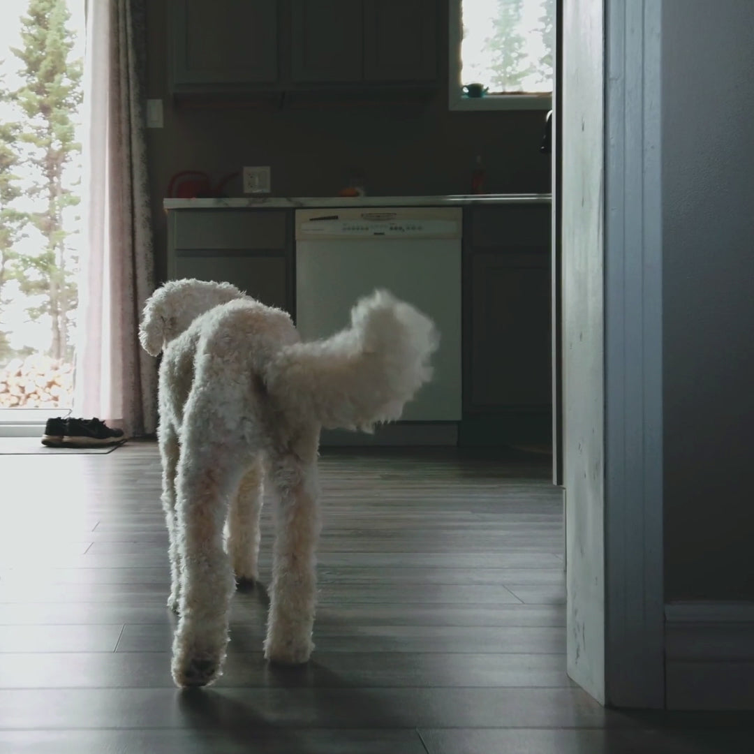 Mobility & Coat Care Chews for Dogs - 60 Ct