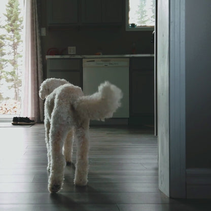 Mobility & Coat Care Chews for Dogs - 60 Ct