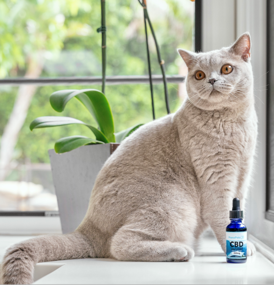 CBD Oil for Cats