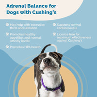 Thumbnail for Adrenal Support for Dogs with Cushing's