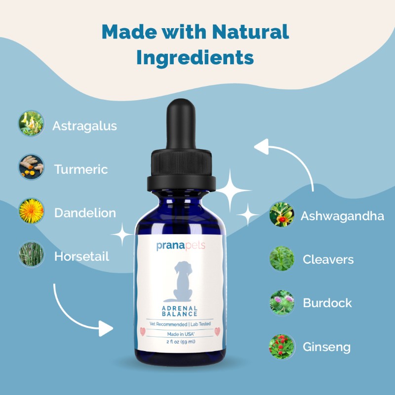 Adrenal Support for Dogs with Cushing's