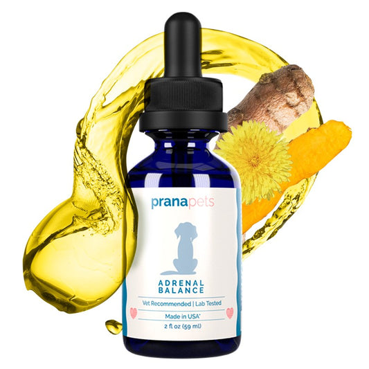 Adrenal Support for Dogs with Cushing's