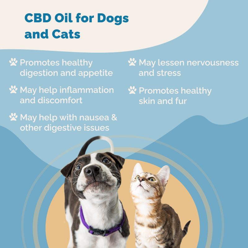 CBD Oil for Cats