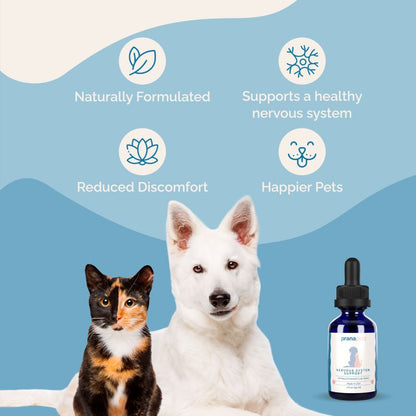 Nervous System Support for Cats