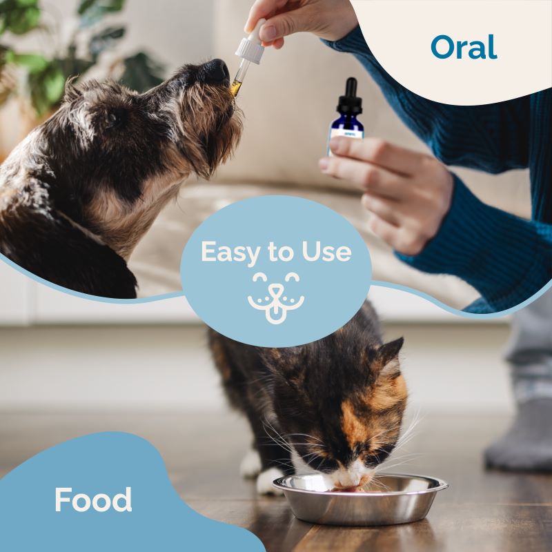 Respiratory Support for Cats